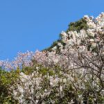 貴社に“休職規定”はありますか？①