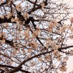 毎日ブログ、７年目に突入しました！（労務監査のススメ）