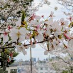 会社の花見会は、残業代は出ないんですか？