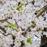 赤ちゃんの名前が決まったら、すぐに会社がすべきこと