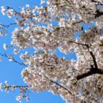 月変（げっぺん)って、ご存知ですか？