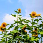 “骨太の方針“に思うこと